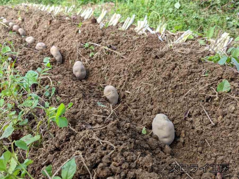 【自然農】秋ジャガイモ栽培してみた（植え付け編） スロライ工房